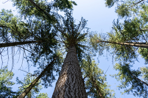 Large spruce trees with blue sunny sky from below