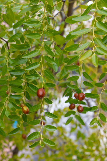 Small jujube fruits on the tree.