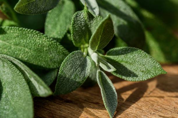 istock Fresh organic sage leaves over a wood cutting board. 1817178984