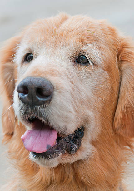 Golden Retirever stock photo