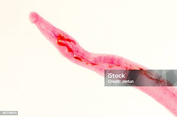 Animal Parasiteras Schistosome Flukes Sangue - Fotografias de stock e mais imagens de ADN - ADN, Ampliação, Animal