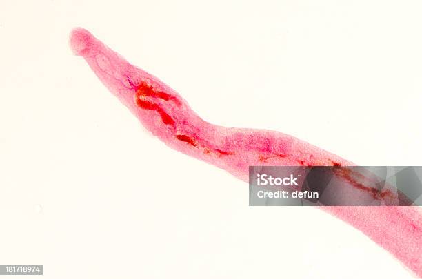 Животное Parasiteras Schistosome Flukes Крови — стоковые фотографии и другие картинки Анус - Анус, Биология, Болезнь