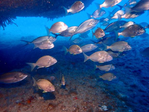 istock School of fish under shipwreck 1817191118