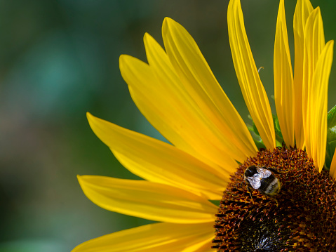 Common sunflower, its scientific name is Helianthus annuus with bumble bee
