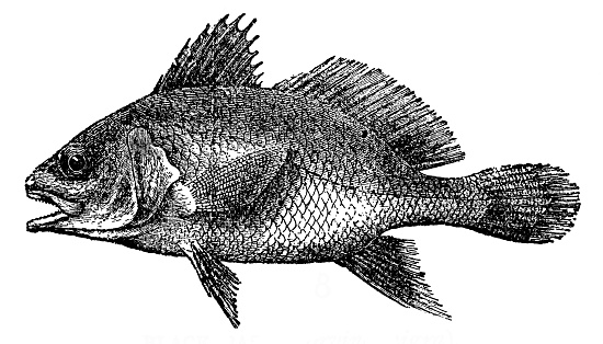 A Black Bass fish (micropterus). Vintage etching circa 19th century.