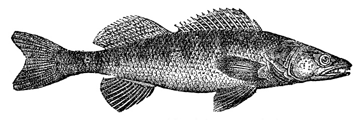 A Zander fish (sander lucioperca). Vintage etching circa 19th century.
