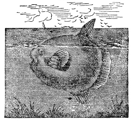 An Ocean Sunfish (mola mola). Vintage etching circa 19th century.