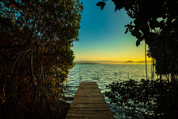 istock Wooden pier in mangrove forest I 1817202346