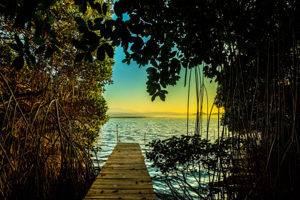 Wooden pier in mangrove forest II