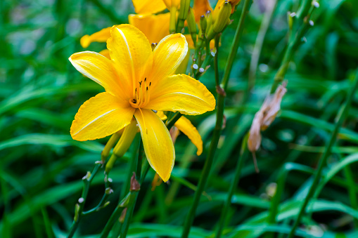 Yellow daylily, its scientific name is Hemerocallis lilioasphodelus