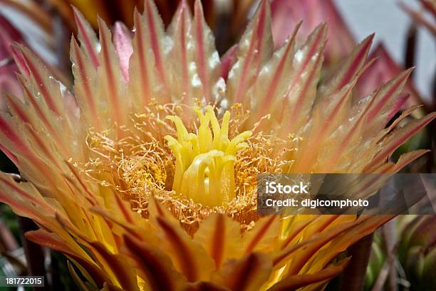 Bellissimo Rosso Arancio Fiori Il Cactus - Fotografie stock e altre immagini di Cactus - Cactus, Capolino, Clima arido