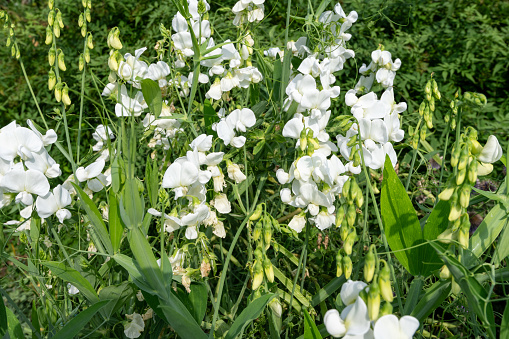 Close up of white sweet pea (lathyrus odoratus) flowers in bloom