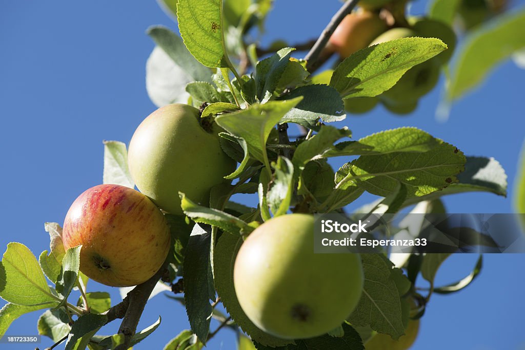 Rojo y verde Manzana en el árbol - Foto de stock de Alimento libre de derechos
