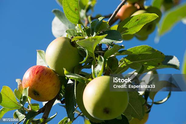 Rojo Y Verde Manzana En El Árbol Foto de stock y más banco de imágenes de Alimento - Alimento, Color - Tipo de imagen, Comida sana