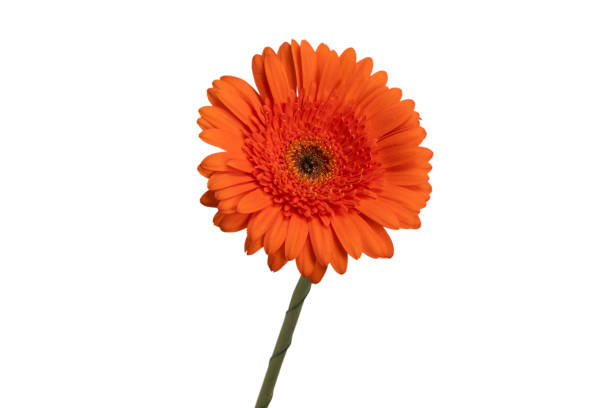 istock Red gerbera daisy flower isolated on a white. 1817238182