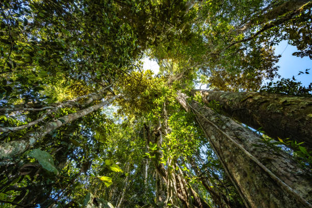 istock Bright rainforest with thick tree trunks, lianas and green treetops photographed from below. Andasibe-Mantadia National Park, Madagascar, Africa. 1817250860