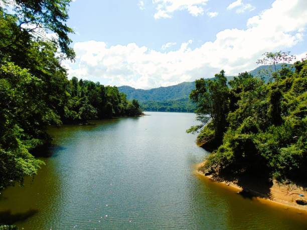 istock Lagoon in the middle of forests 1817253577