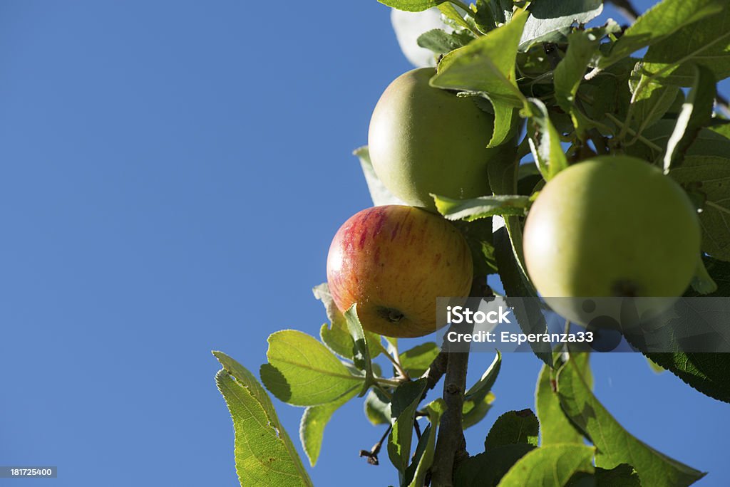 Красные и зеленые яблоки на дереве - Стоковые фото Без людей роялти-фри
