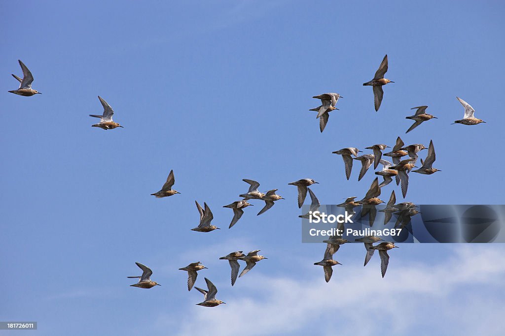 Marsh sandpiper brids in volo - Foto stock royalty-free di Blu