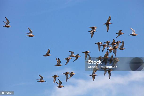 Marsh Sandpiper Brids In Volo - Fotografie stock e altre immagini di Blu - Blu, Cielo, Colonia di animali