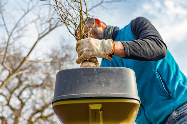 vue en contre-plongée des mains d’un agriculteur, portant des gants de jardinage, introduisant des branches d’arbres dans une déchiqueteuse à bois. - broyeur de branches photos et images de collection