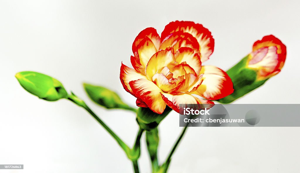 Zbliżenie pomarańczowy Kolor różowy kwiat - Zbiór zdjęć royalty-free (Botanika)