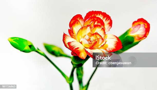 Zbliżenie Pomarańczowy Kolor Różowy Kwiat - zdjęcia stockowe i więcej obrazów Botanika - Botanika, Czerwony, Dekoracja
