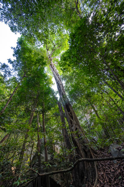 istock Swarm tree in rainforest grown together from many individual tree strands. Tsingy de Bemaraha National Park, Madagascar, Africa. 1817272321