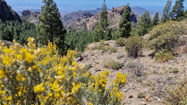 istock Plants and rocks on gran canaria 1817272859