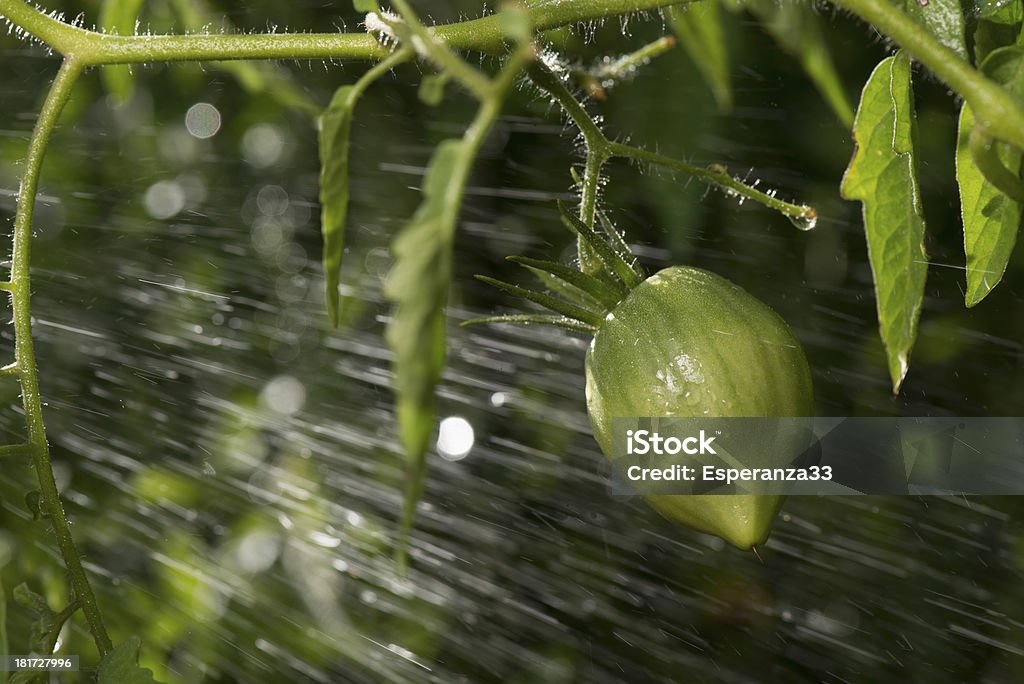 Green tomatoes in the rain Bouquet Stock Photo