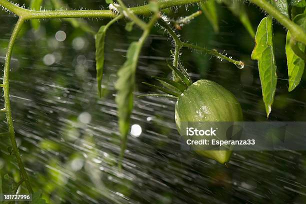 Green Tomatoes In The Rain Stock Photo - Download Image Now - Bouquet, Brightly Lit, Clean