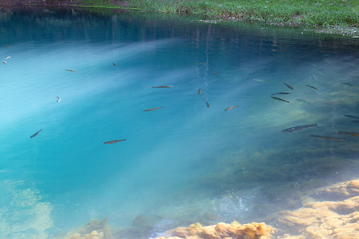 Close up of the spring of Mlava or Zagubica spring. Crystal clear blue turquoise water filled with a group of small fish.