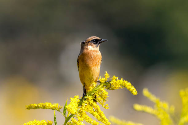 istock Siberian Stonechat perching on the tall goldenrod. 1817282602