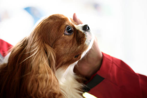 istock Portrait of cavalier king charles spaniel dog. 1817283679