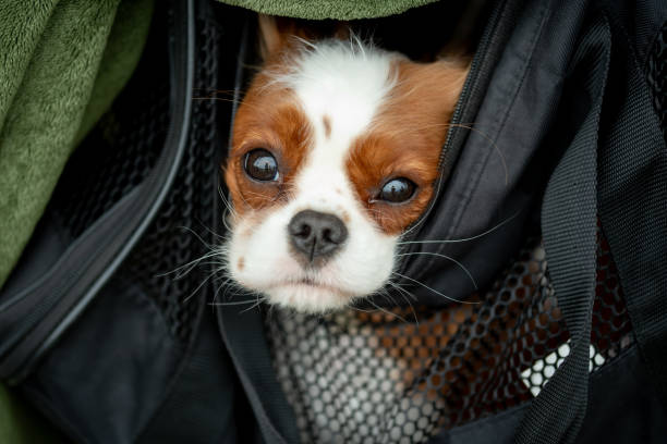 istock Portrait of cavalier king charles spaniel dog. 1817283680