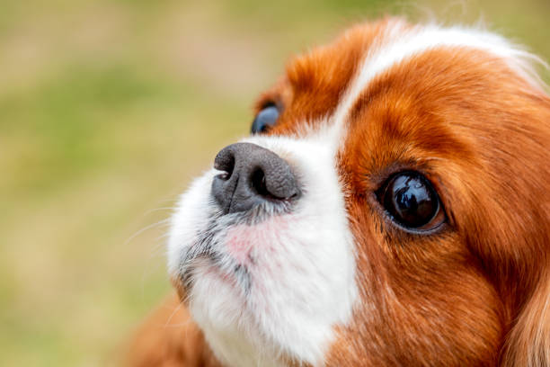Portrait of blenheim cavalier king charles spaniel dog.