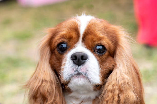 istock Portrait of cavalier king charles spaniel dog. 1817283687
