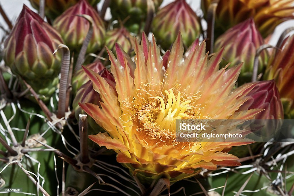 Naranja roja hermosas flores en cactus - Foto de stock de Cabeza de flor libre de derechos
