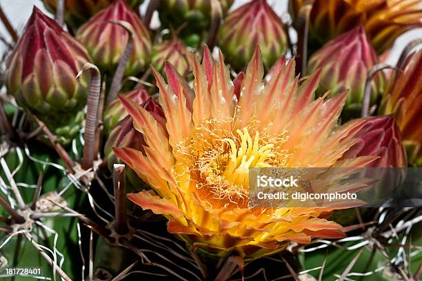 Naranja Roja Hermosas Flores En Cactus Foto de stock y más banco de imágenes de Cabeza de flor - Cabeza de flor, Cactus, Cactus puerco espín