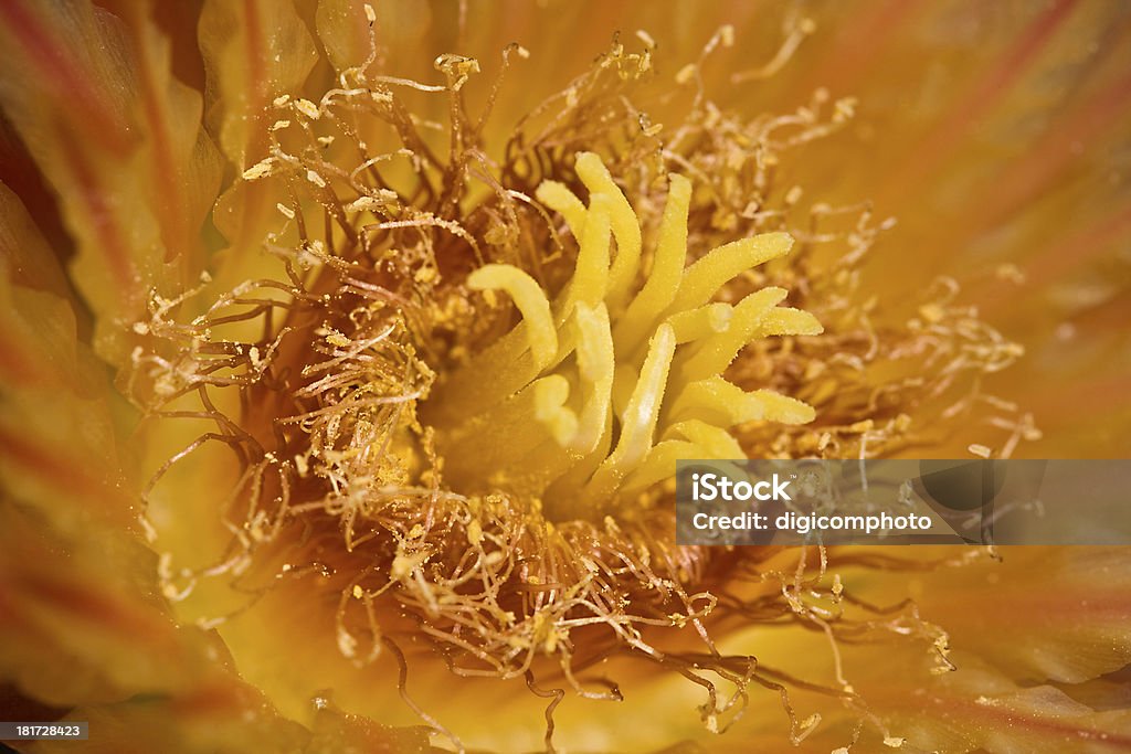 Bellissimo rosso arancio fiori il cactus - Foto stock royalty-free di Cactus