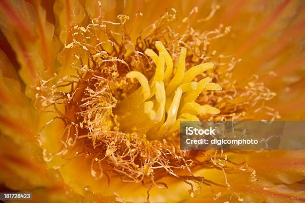 Foto de Lindas Flores De Laranja Vermelha No Cactus e mais fotos de stock de Cabeça da flor - Cabeça da flor, Cacto, Cacto Hedgehog