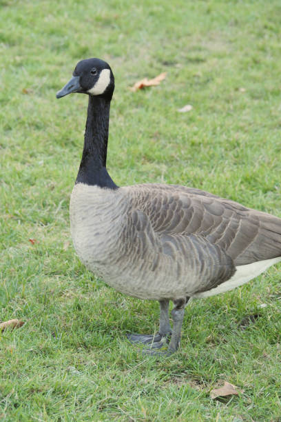 istock Canadian goose at Stanley Park in Vancouver 1817286890