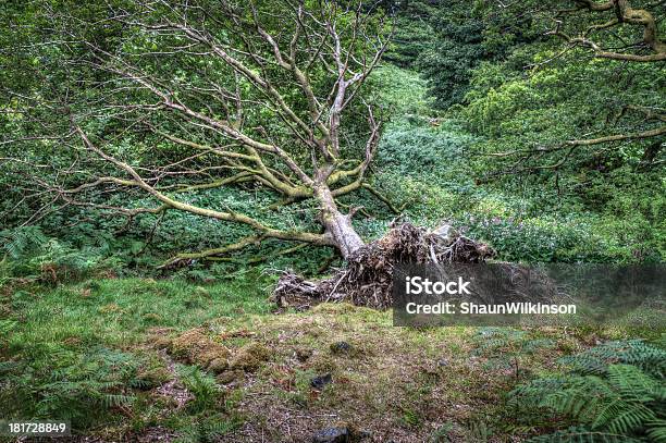 Albero - Fotografie stock e altre immagini di Albero - Albero, Ambientazione esterna, Cadere