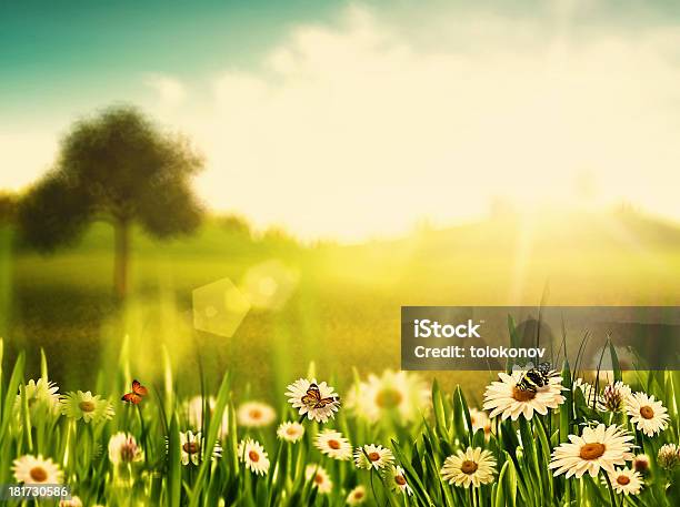 Bright Summer Afternoon Natural Backgrounds With Beauty Chamomi Stock Photo - Download Image Now