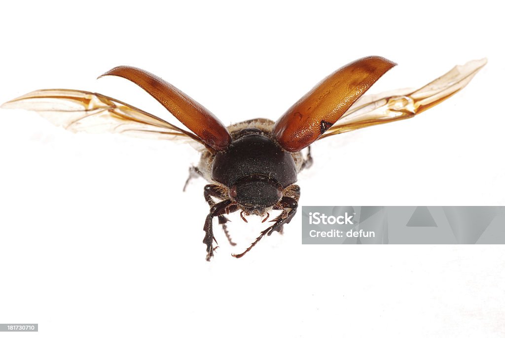 Volare marrone Scarabeo - Foto stock royalty-free di Animale