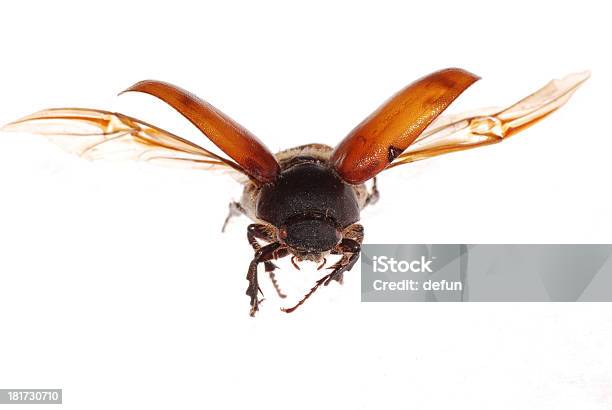 Voar Brown Escaravelho Sagrado - Fotografias de stock e mais imagens de Animal - Animal, Biologia, Castanho