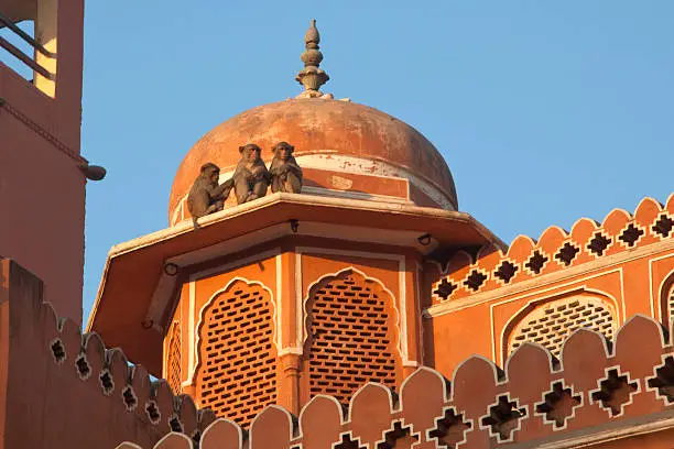 monkeys are at the wall of hawa mahal palace at jaipur india