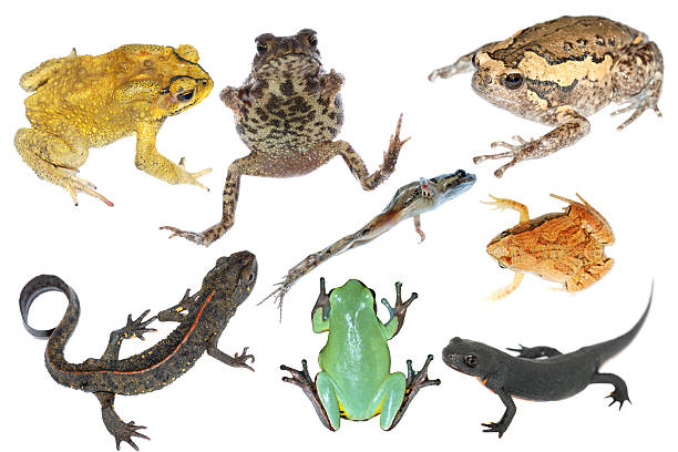 istock wild animal collection amphibian 181731062