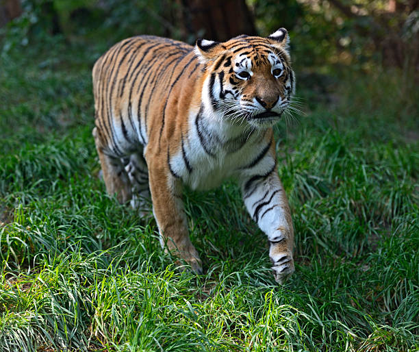 istock Portrait of a tiger 181732718