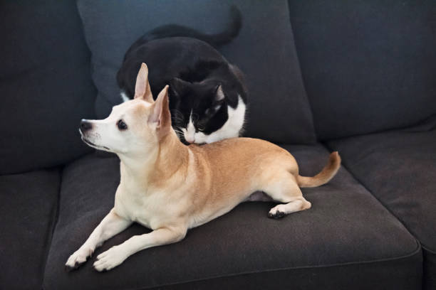 istock Cat and dog resting together at home. 1817352507
